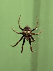 Poltys illepidus