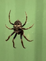 Poltys illepidus