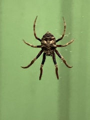 Poltys illepidus