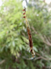 Pericyma cruegeri