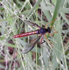 Neosaropogon