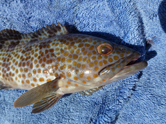 Epinephelus
