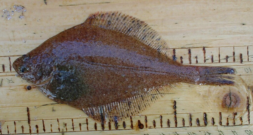 Sakhalin Sole