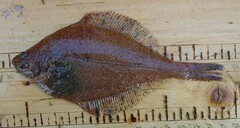 Limanda sakhalinensis