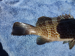 Epinephelus