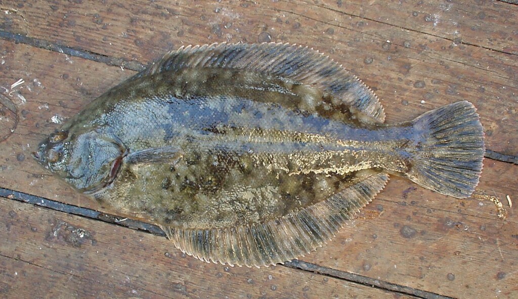 Cresthead Flounder