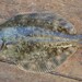 Cresthead Flounder - Photo (c) sergeymakeev, some rights reserved (CC BY-NC)