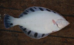 Cresthead Flounder photo 2