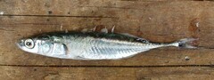 Pungitius sinensis
