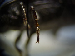 Blapstinus metallicus