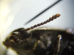 Blapstinus metallicus