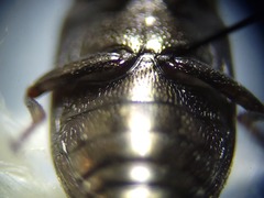 Blapstinus metallicus