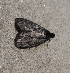Stericta carbonalis