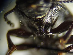 Blapstinus metallicus