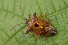 Elasmucha ferrugata