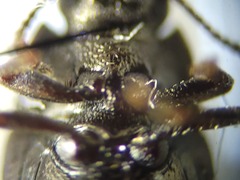 Blapstinus metallicus