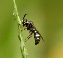 Austrogorytes spryi