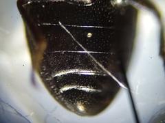 Blapstinus metallicus