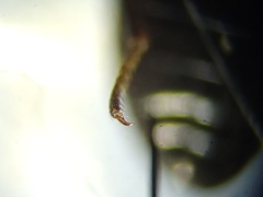 Blapstinus metallicus