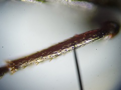 Blapstinus metallicus