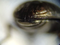 Blapstinus metallicus