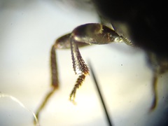 Blapstinus metallicus