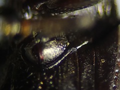 Blapstinus metallicus