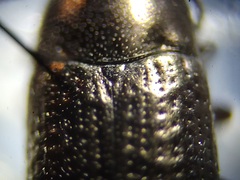 Blapstinus metallicus