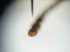 Blapstinus metallicus