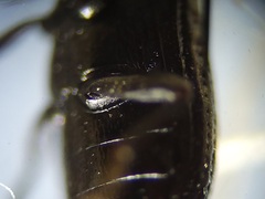 Blapstinus metallicus