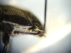 Blapstinus metallicus