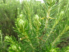 Ozothamnus