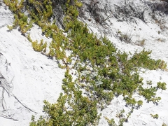 Tetragonia decumbens
