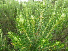 Ozothamnus