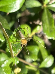 Oxyopes