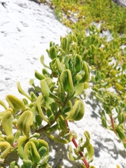Tetragonia decumbens