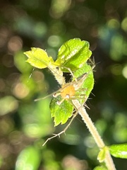 Oxyopes