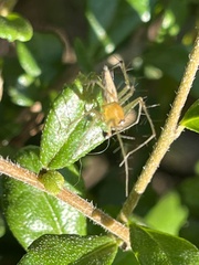 Oxyopes