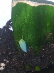 Gyponana