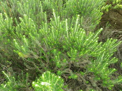 Ozothamnus