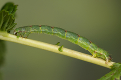 Mesoleuca albicillata