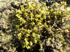 Pimelea microphylla
