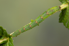 Mesoleuca albicillata