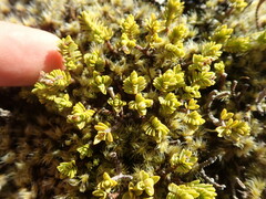 Pimelea microphylla