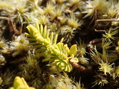 Pimelea microphylla