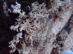 Stereocaulon colensoi