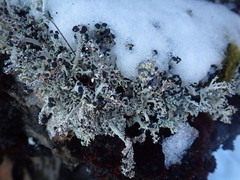 Stereocaulon colensoi