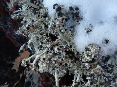 Stereocaulon colensoi