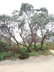 Eucalyptus cornuta