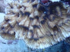 Mycedium elephantotus